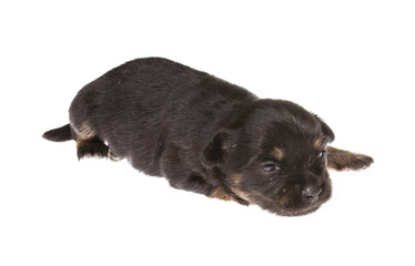 Funny puppy Chihuahua poses on a white background