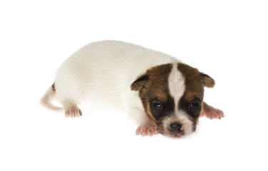 Funny puppy Chihuahua poses on a white background