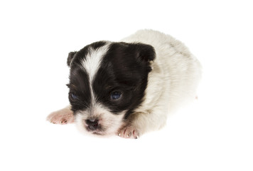 Funny puppy Chihuahua poses on a white background