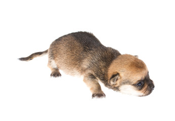 Funny puppy Chihuahua poses on a white background