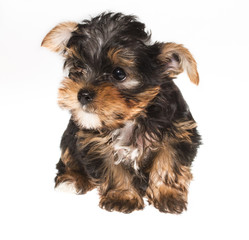 Puppy yorkshire terrier on the white background