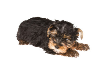 Puppy yorkshire terrier on the white background