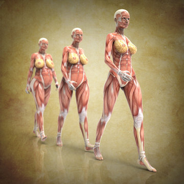Phases of a Pregnant Woman