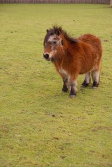A brown shetland pony in a meadow