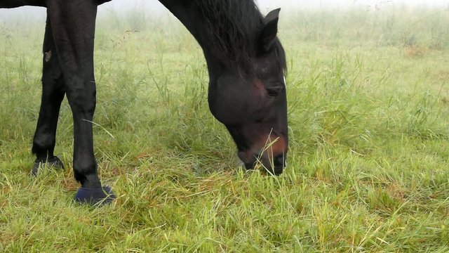 Pferd weidet