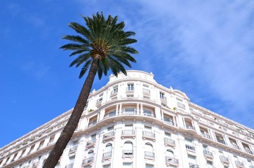 Hotel et Palmier à Cannes - obrazy, fototapety, plakaty