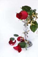 Róża czerwona na świeczniku z płatkami na białym tle.	