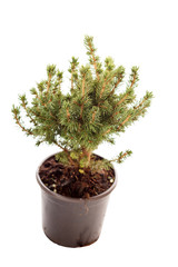 fir-tree isolated on white