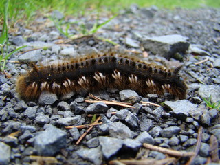 Trinkerin, Raupe der Grasglucke