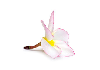 Frangipani flower