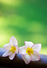 Fototapeta na wymiar frangipani kwiaty