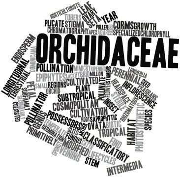 Word cloud for Orchidaceae