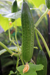 cucumber on vine