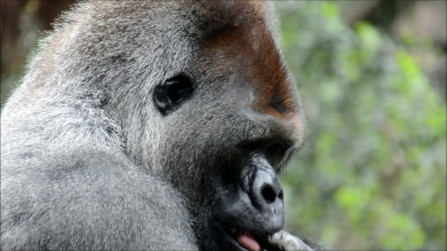 Gorilla