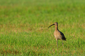 Großer Brachvogel