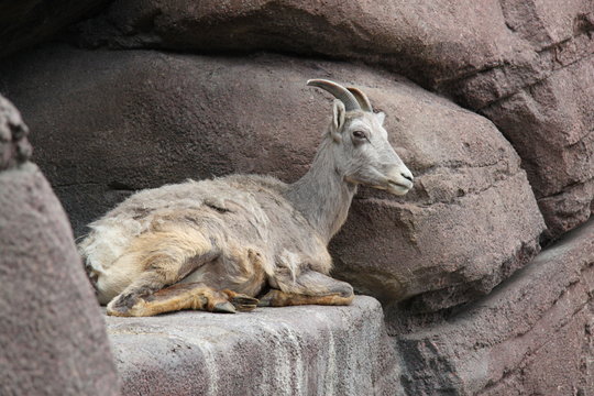 Mountain goat lying down