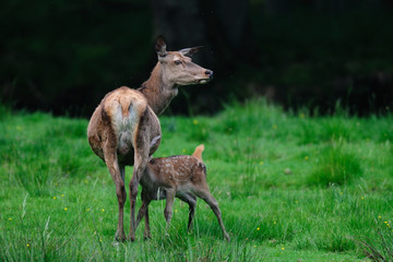 Kahlwild saeugt Kalb