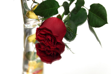 Róża czerwona w wazonie.