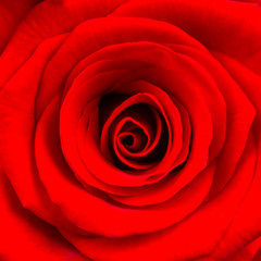 Obrazy na Szkle  Close-up of a bright red rose