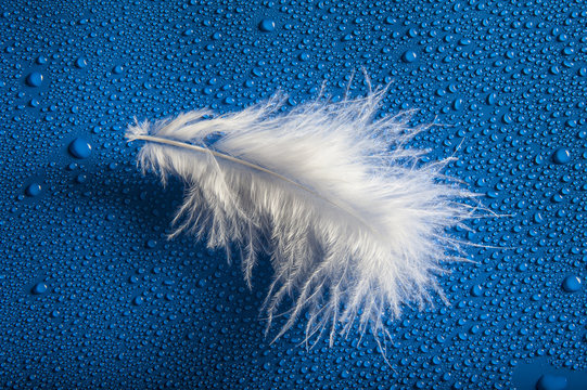 white feather on a dewy background