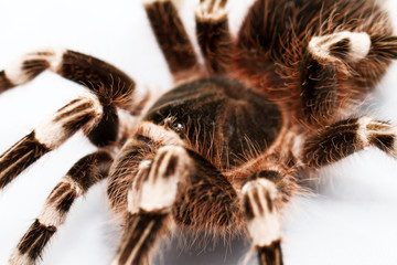 beautiful spider