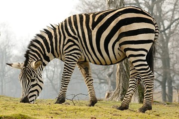 Zebra di Grant