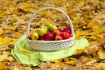 basket of fresh ripe apples in garden on autumn leaves