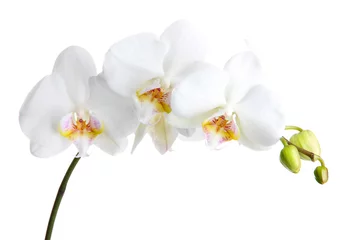 Afwasbaar Fotobehang Orchidee beautiful orchid, isolated on white