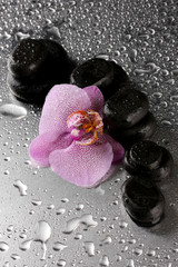 Spa stones and orchid flower, on wet grey background.