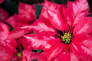 クリスマスの花 ポインセチア