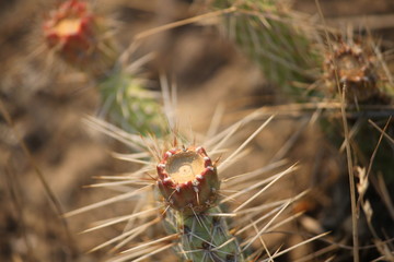 prickly pear thorns