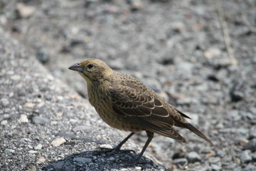 Brewer's Blackbird female