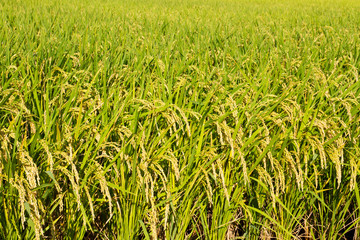 rice paddy field