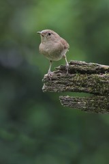House Wren On A Stump