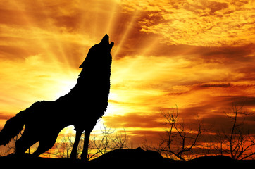wolf howling at the sunset © foxaon