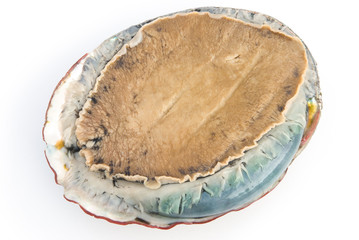 giant size raw abalone on white background
