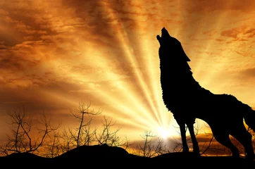 Deurstickers wolf howling at the sunset © foxaon