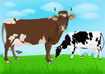 Dairy cows over spring green meadow. Agriculture