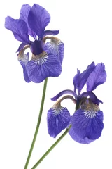 Crédence de cuisine en verre imprimé Iris iris