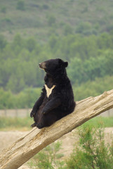 Ours du Tibet (ours à collier) assis sur un tronc