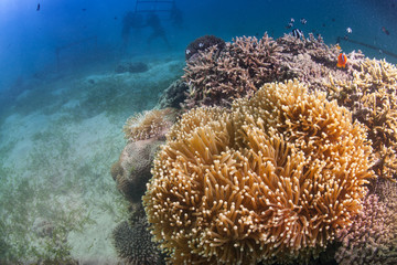 anemone and clownfish