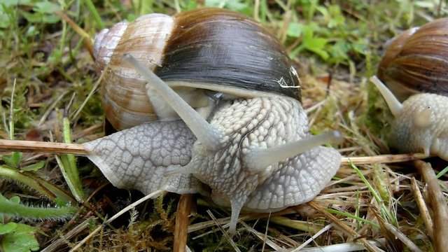 Weinbergschnecke, Helix pomatia