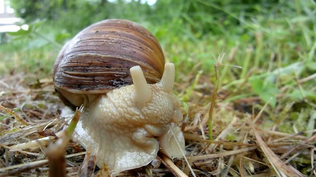 Weinbergschnecke, Helix pomatia
