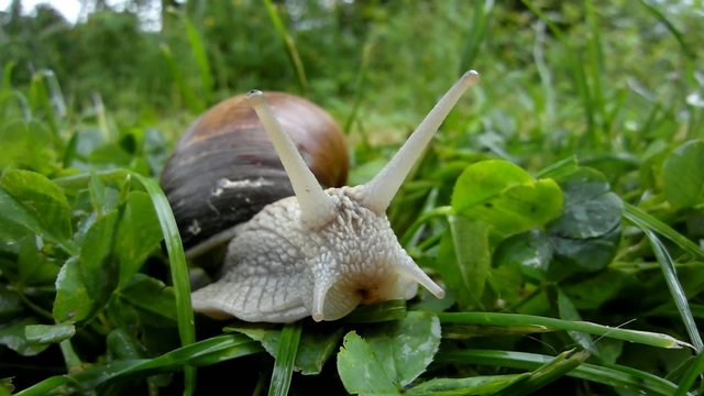 Weinbergschnecke, Helix pomatia