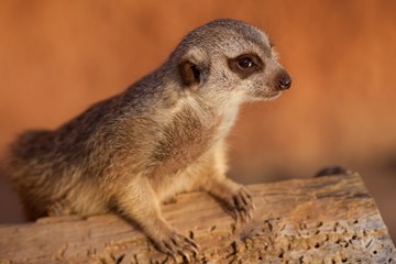 Suricate