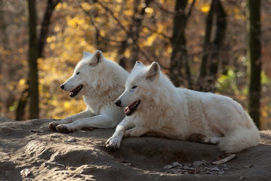 Fototapeta White Wolves