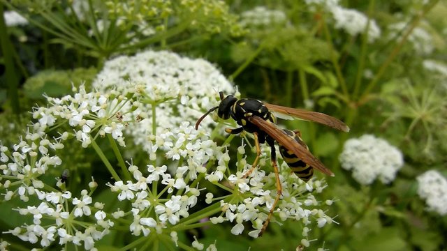 Wespe sammelt Pollen