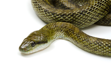 アオダイショウ