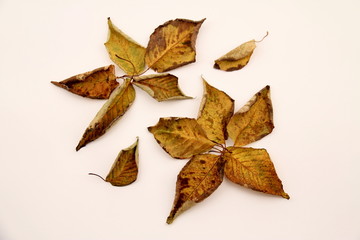 Cherry leaf in autumn