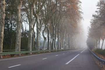 Foggy Road